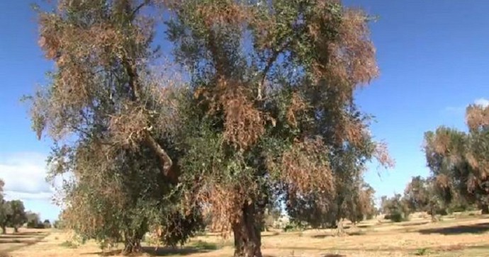 xylella fastidiosa