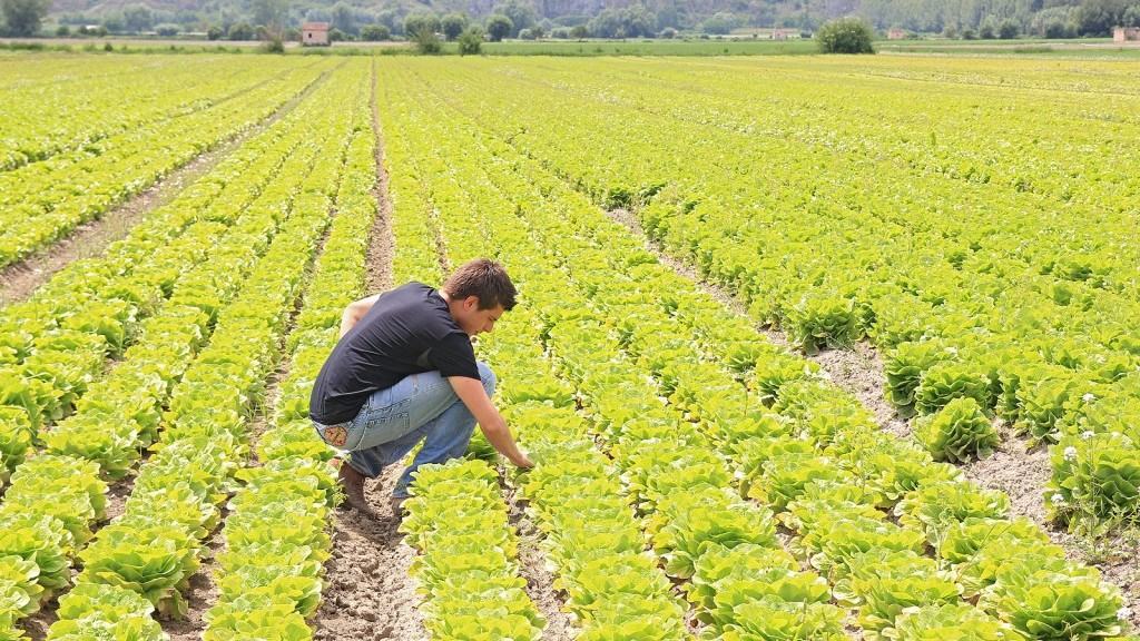 Marco Zullo M5S Europa agricoltura posti di lavoro Pac